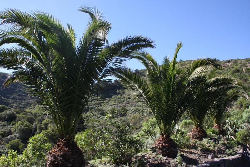 Las Casas Del Chorro Agulo Екстериор снимка